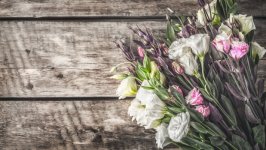 Desktop wallpaper. Flowers. ID:117761