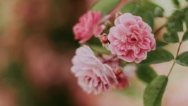 Desktop wallpaper. Flowers. ID:117827