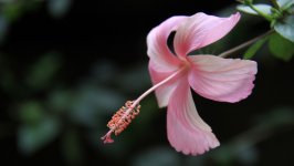 Desktop wallpaper. Flowers. ID:117832