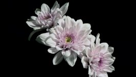 Desktop wallpaper. Flowers. ID:117927