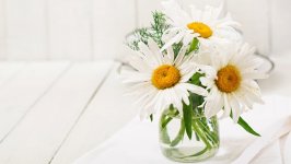 Desktop wallpaper. Flowers. ID:117958