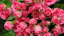 Desktop wallpaper. Flowers. ID:118032