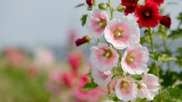 Desktop wallpaper. Flowers. ID:118389
