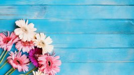 Desktop wallpaper. Flowers. ID:118597