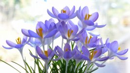Desktop wallpaper. Flowers. ID:118630