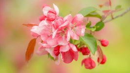 Desktop wallpaper. Flowers. ID:118636