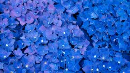 Desktop wallpaper. Flowers. ID:118642