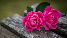 Desktop wallpaper. Flowers. ID:118693