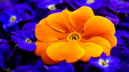 Desktop wallpaper. Flowers. ID:118757