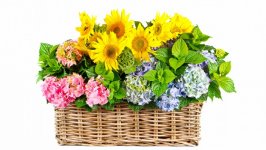 Desktop wallpaper. Flowers. ID:119015