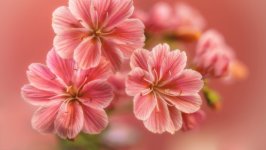 Desktop wallpaper. Flowers. ID:119017