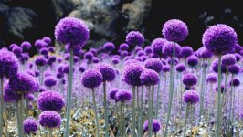 Desktop wallpaper. Flowers. ID:119210
