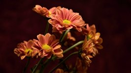Desktop wallpaper. Flowers. ID:119485