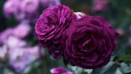 Desktop wallpaper. Flowers. ID:119706