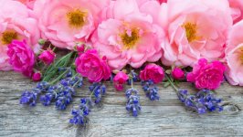Desktop wallpaper. Flowers. ID:120072