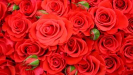 Desktop wallpaper. Flowers. ID:120110