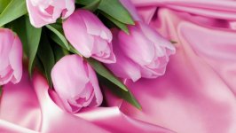 Desktop wallpaper. Flowers. ID:120450