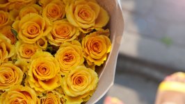Desktop wallpaper. Flowers. ID:120513
