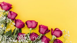 Desktop wallpaper. Flowers. ID:120515