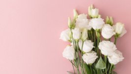 Desktop wallpaper. Flowers. ID:120518