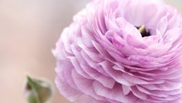 Desktop wallpaper. Flowers. ID:120582