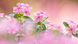 Desktop wallpaper. Flowers. ID:120604