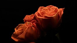 Desktop wallpaper. Flowers. ID:120683