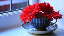 Desktop wallpaper. Flowers. ID:120721