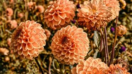 Desktop wallpaper. Flowers. ID:120730