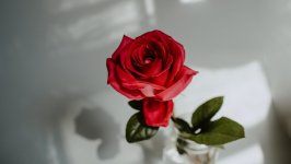 Desktop wallpaper. Flowers. ID:120756