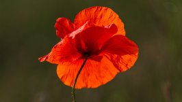 Desktop wallpaper. Flowers. ID:120757