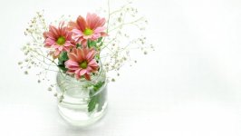Desktop wallpaper. Flowers. ID:120936