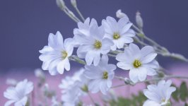 Desktop wallpaper. Flowers. ID:121249