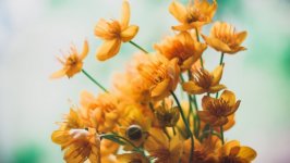 Desktop wallpaper. Flowers. ID:132205