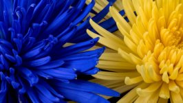 Desktop wallpaper. Flowers. ID:121376