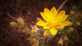 Desktop wallpaper. Flowers. ID:121551