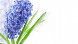 Desktop wallpaper. Flowers. ID:121949