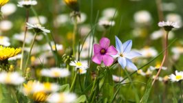 Desktop wallpaper. Flowers. ID:121976