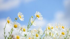 Desktop wallpaper. Flowers. ID:122165