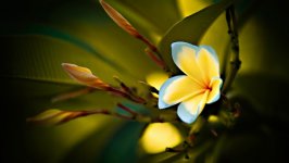 Desktop wallpaper. Flowers. ID:122232