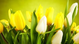 Desktop wallpaper. Flowers. ID:122415