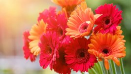 Desktop wallpaper. Flowers. ID:122477