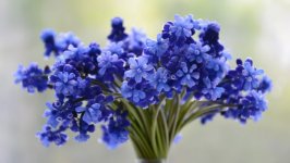 Desktop wallpaper. Flowers. ID:122525