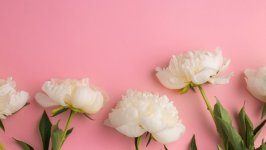 Desktop wallpaper. Flowers. ID:122659