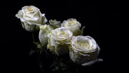 Desktop wallpaper. White Roses