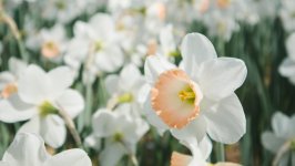 Desktop wallpaper. Flowers. ID:123166