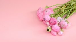 Desktop wallpaper. Flowers. ID:132090