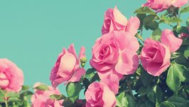 Desktop wallpaper. Flowers. ID:123791