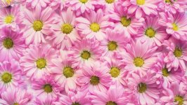 Desktop wallpaper. Flowers. ID:123818