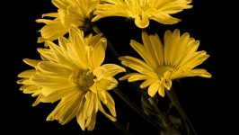 Desktop wallpaper. Flowers. ID:124130